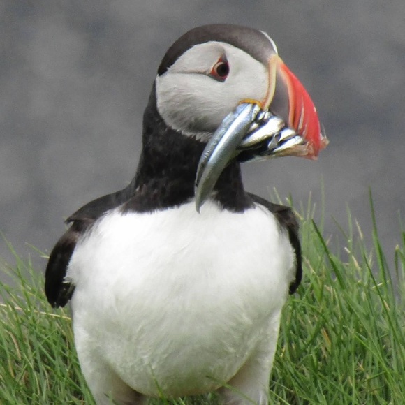 puffins101